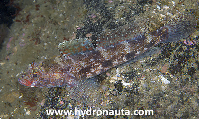 Gobius cruentatus